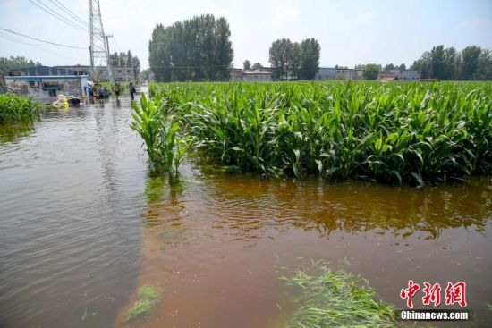7月25日，河南浚县小河镇西王渡村，大片玉米地浸泡在水中。中新社记者 张畅 摄
