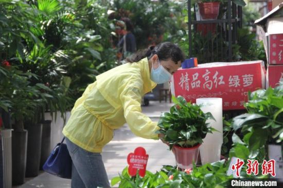 图为郑州陈砦花卉市场内选购的市民。　李明明 摄