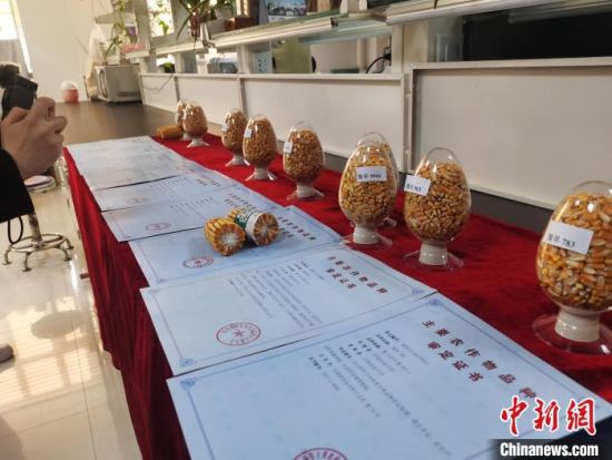 　陈彦惠团队获得的玉米新品种审定证书。　刘鹏 摄