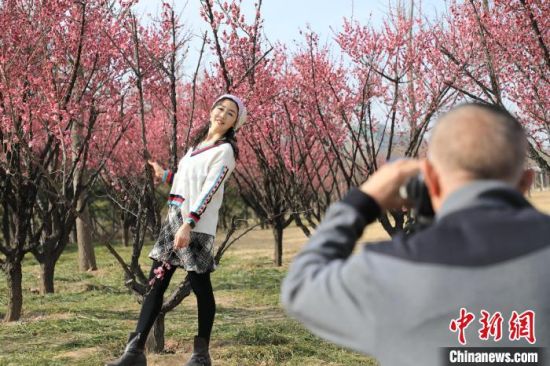 市民在梅花树旁拍照。　邓小强 摄