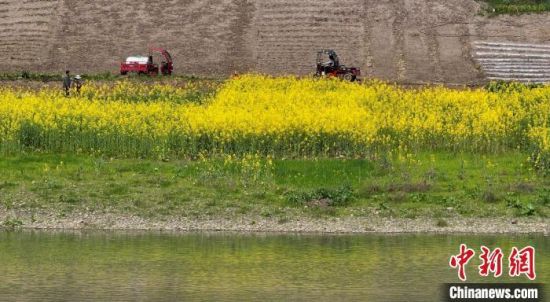 资料图：岷江边油菜花盛开，村民正在田间忙碌。刘忠俊 摄