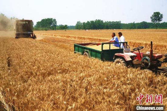 　图为河南周口农民收获小麦。(资料图) 韩章云 摄