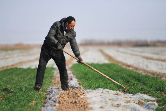 　2月23日，由于��鼗厣�，河南省滑�h小��l界河路村的村民正在春管，揭掉部分��田的地膜。新�A社�者��浩然�z