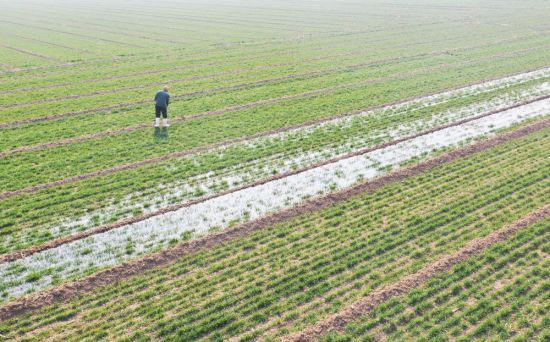 　2月25日，这是无人机拍摄的河南省新乡市卫辉市后河镇刘庄村的麦田浇水场景。新华社记者 张浩然摄。