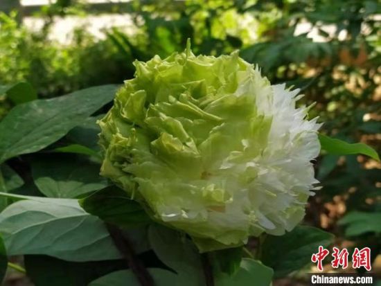 　图为绿色牡丹“春柳”(资料图) 洛阳王城公园官网 摄