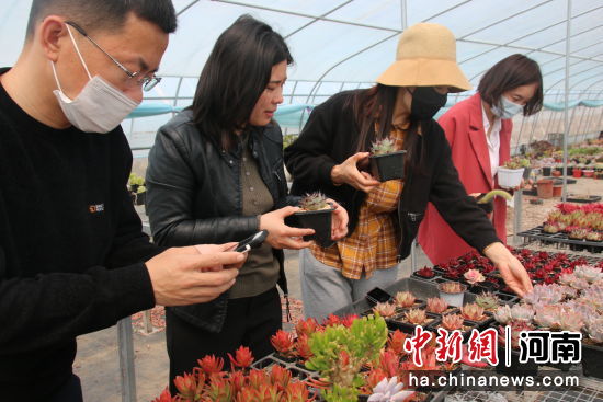 游客在多肉种植基地挑选花卉。许耀东 摄