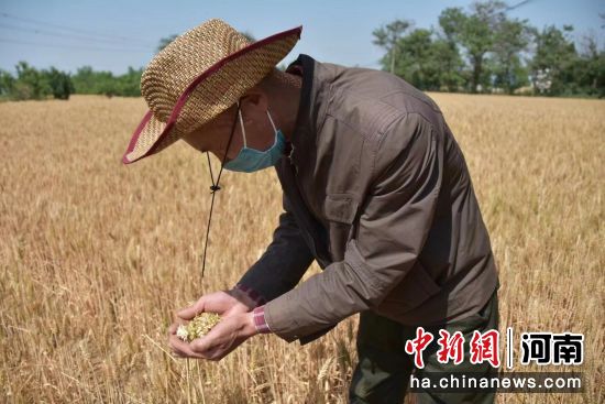 图为一位农民在新郑市龙湖镇李巴什村的麦田内查看即将成熟的麦穗。