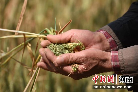 图为在新郑市龙湖镇李巴什村，一位农民展示颗粒饱满的麦穗。