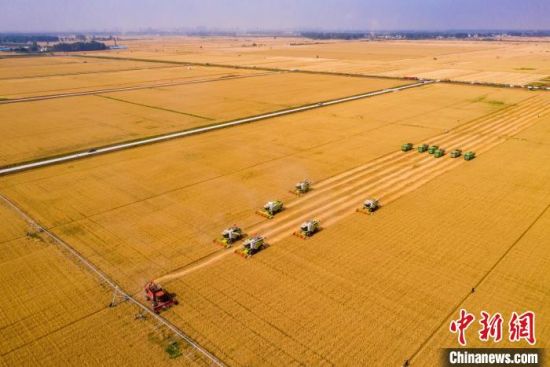 　图为河南省西平县高标准农田项目区小麦开镰。　赵永涛 摄