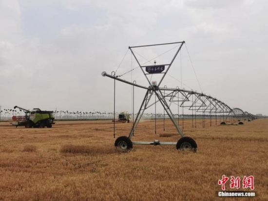 　6月3日，河南省驻马店市西平县老王坡高标准农田里的小麦正在收割。中新社记者 刘鹏 摄
