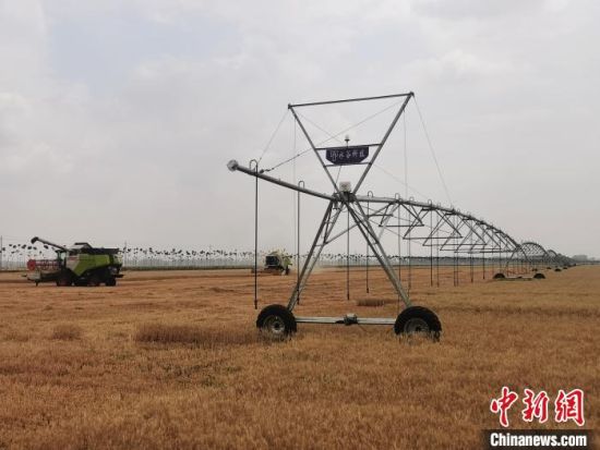 图为6月3日，河南省驻马店市西平县老王坡高标准农田里的小麦正在收割。　刘鹏 摄