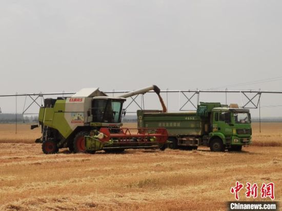 　图为6月3日，河南省驻马店市西平县老王坡高标准农田，收割的小麦正在装车。　刘鹏 摄