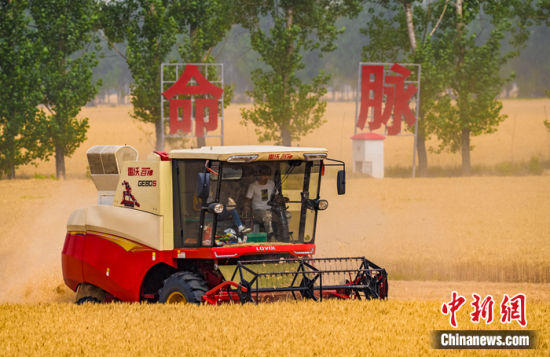 图为6月1日河南西平县高标准农田小麦收割现场。赵永涛 摄