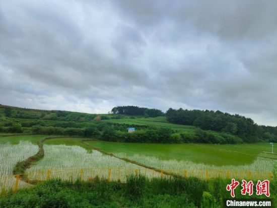 　　图为田湾村美丽的稻田。杨大勇 摄