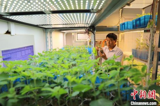 图为河南省农科院大豆育种专家卢为国在实验室查看大豆生长情况。(资料图)韩章云摄