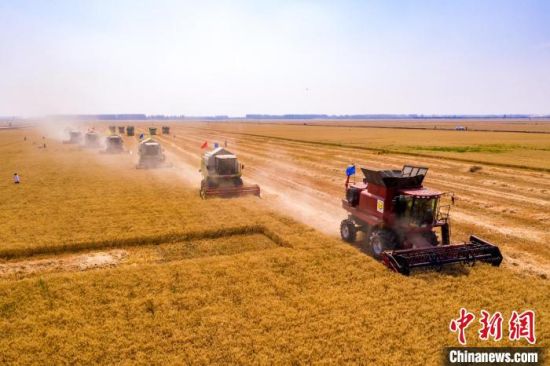 图为2022年6月2日，河南省西平县老王坡高标准农田项目区小麦正在收割。赵永涛 摄