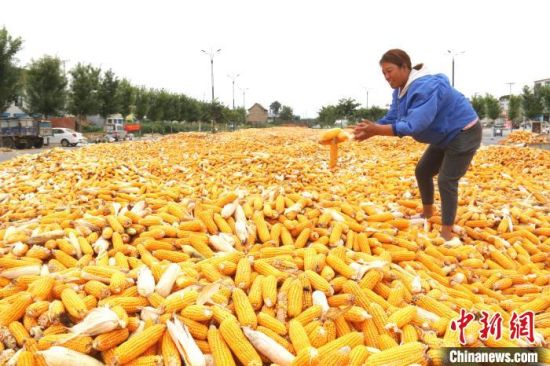 图为河南安阳市文峰区村民晾晒收获的玉米。安阳文峰区委宣传部供图