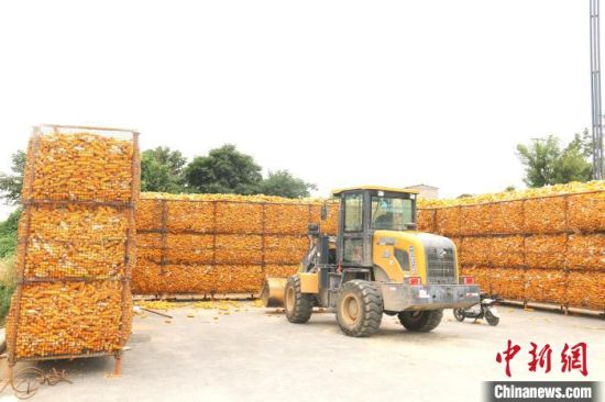 　图为河南安阳市文峰区村民堆放收获的玉米。安阳文峰区委宣传部供图