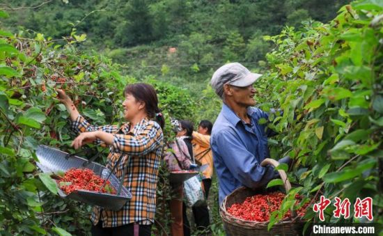图为村民在河南三门峡市卢氏县五味子种植基地采摘成熟果实。聂金峰 摄