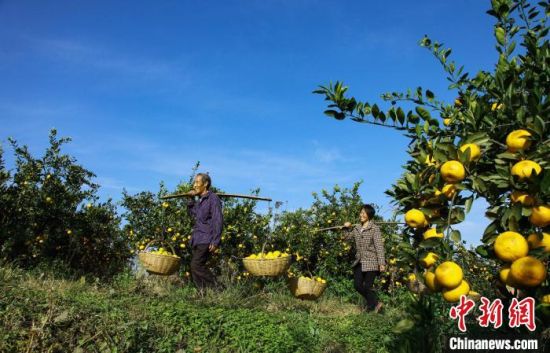 　图为河南南阳市淅川县果农挑着刚采摘的桃子。贾爱珍 摄