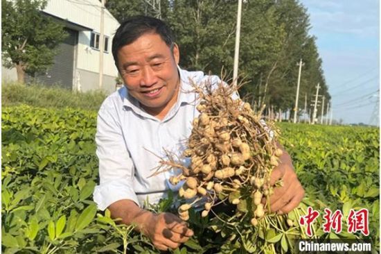 图为河南新乡市延津县村民展示刚拔出的花生。杨欢 摄