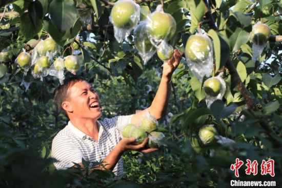 　图为河南三门峡市卢氏县秋月梨种植基地果农采摘果实。聂金峰 摄