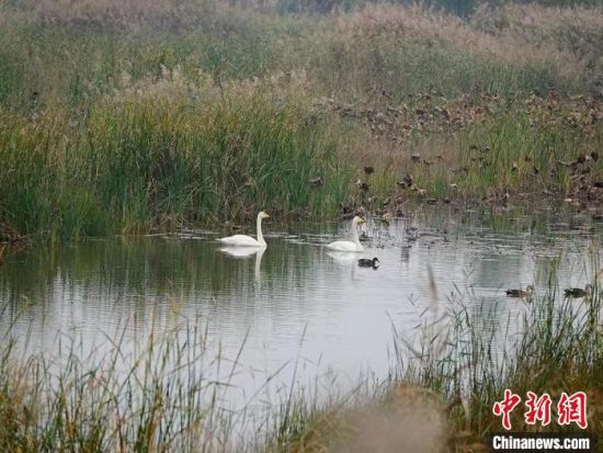 白天鹅在黄河故道湿地公园游弋。　高清献 摄