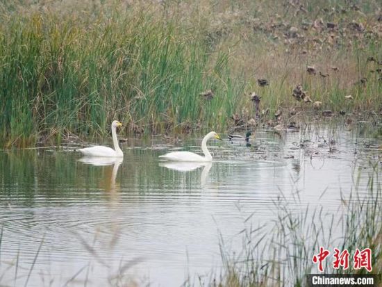 　白天鹅在黄河故道湿地公园游弋。　高清献 摄