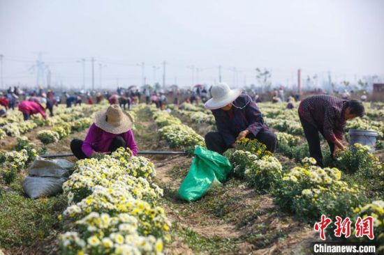 图为农户正忙着采摘菊花。　光山县委宣传部供图