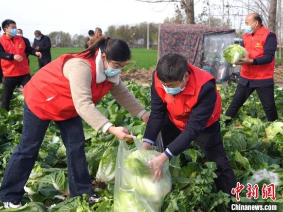 　11月30日，周口�r商�y行系�y志愿者在��地收�b白菜，一天��椭�菜�r�N�N售蔬菜23�f斤�！「队榔� �z