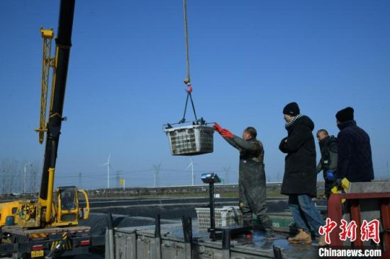 　图为养殖场员工把捕捞到的清江鱼装进运输车。　梁照曾 摄