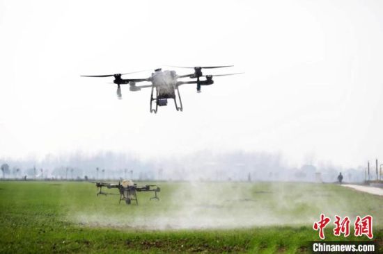 图为无人机正在麦田上喷洒农药。　厉佳 摄