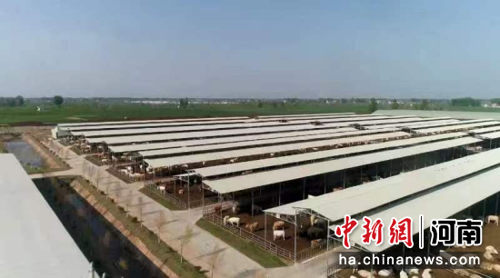 河南柘城：振兴牛产业 过上“牛日子”