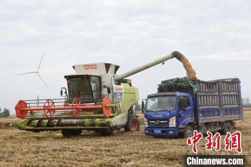 6月2日，河南省周口市，当地农户在雨停间歇抢收小麦。　王宇 摄