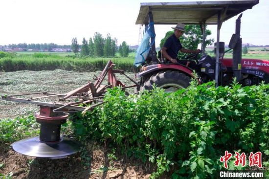 　当地农民驾驶收割机正在厚坡镇艾草种植基地收割艾草。　邹雄 摄