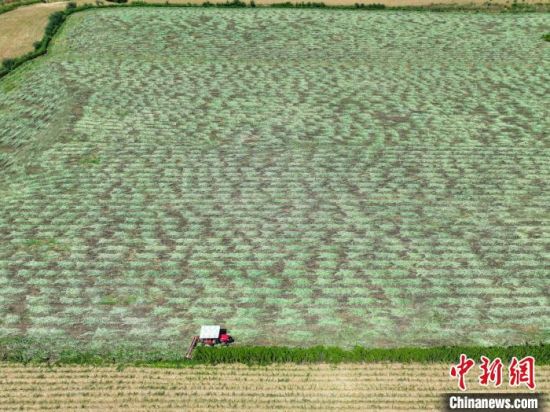 　收割机正在厚坡镇艾草种植基地收割艾草。(无人机照片) 邹雄 摄