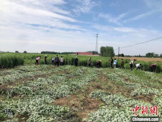 当地农民正在九重镇艾草种植基地进行人工收割。　张永红 摄