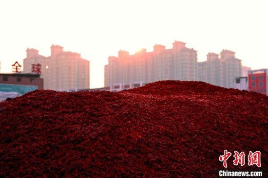 柘城辣椒大市场内的辣椒堆积如山。张超 摄