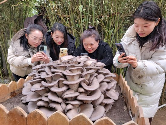 图为游客正在给状似牡丹的大蘑菇。 葛高远 摄 