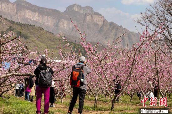 图为新乡辉县市上八里镇盛开的桃花吸引游客。　　布媚媚 摄