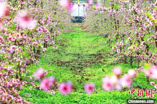 图为商丘柘城县岗王镇一大棚内种植的桃花开始绽放。　张超 摄