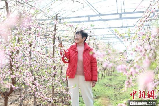 图为游客在商丘柘城县岗王镇一大棚内拍摄桃花。　　张超 摄