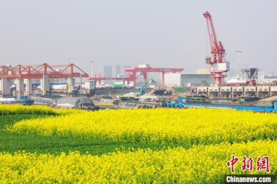 漯河港被沙河两岸的油菜花装扮成金色港口。 杨光 摄