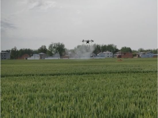 图为无人机在麦田进行“飞防”作业。